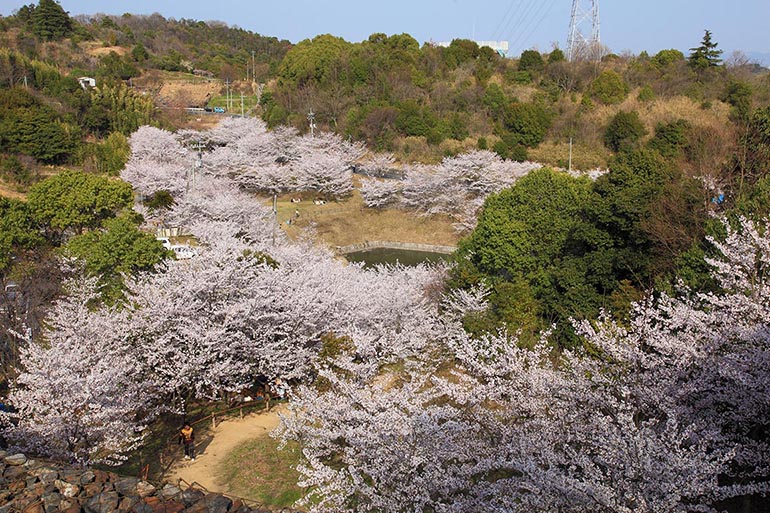 丸山公園(金光)(見頃:4月初旬頃)