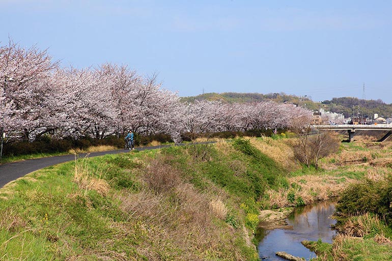里見川沿いの桜並木(金光)(見頃:4月初旬頃)